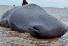 sperm whale