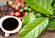 coffees