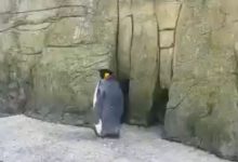 Spike-the-Penguine
