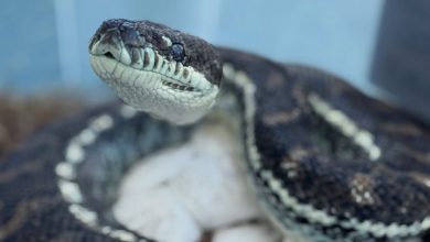 We discovered lethal new fungal diseases in wild Australian reptiles. It’s time to act fast