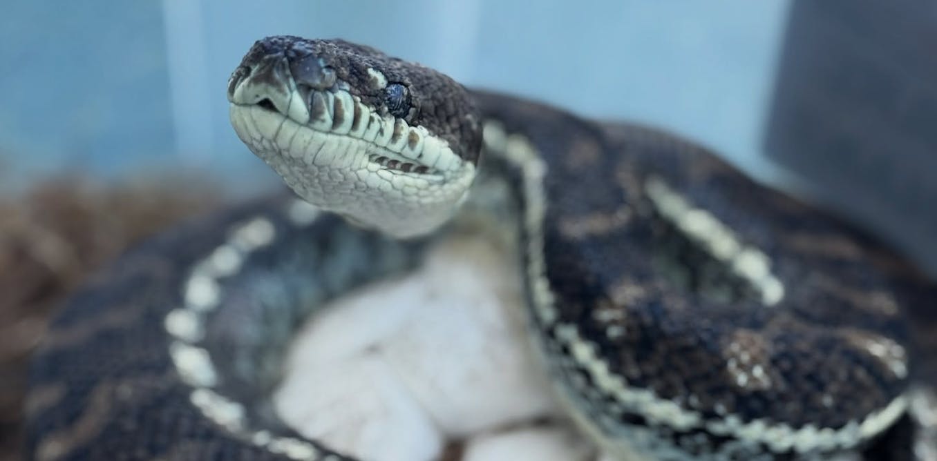 We discovered lethal new fungal diseases in wild Australian reptiles. It’s time to act fast