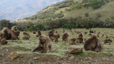 Climate or biodiversity? Global study maps out forestation’s dilemma