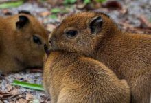 Watch: Florida’s Palm Beach Zoo announces births of capybara triplets