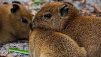 Watch: Florida’s Palm Beach Zoo announces births of capybara triplets