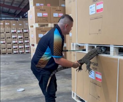 Watch: Large lizard found napping between pallets of bar fridges