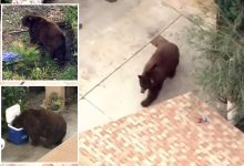Bear gets comfy in SoCal town as neighbors embrace ferocious friend with memes, tributes