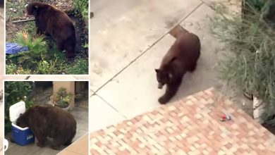 Bear gets comfy in SoCal town as neighbors embrace ferocious friend with memes, tributes