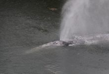 Gray whale that swam 20 miles up a Washington state river is found dead