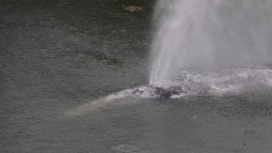 Gray whale that swam 20 miles up a Washington state river is found dead
