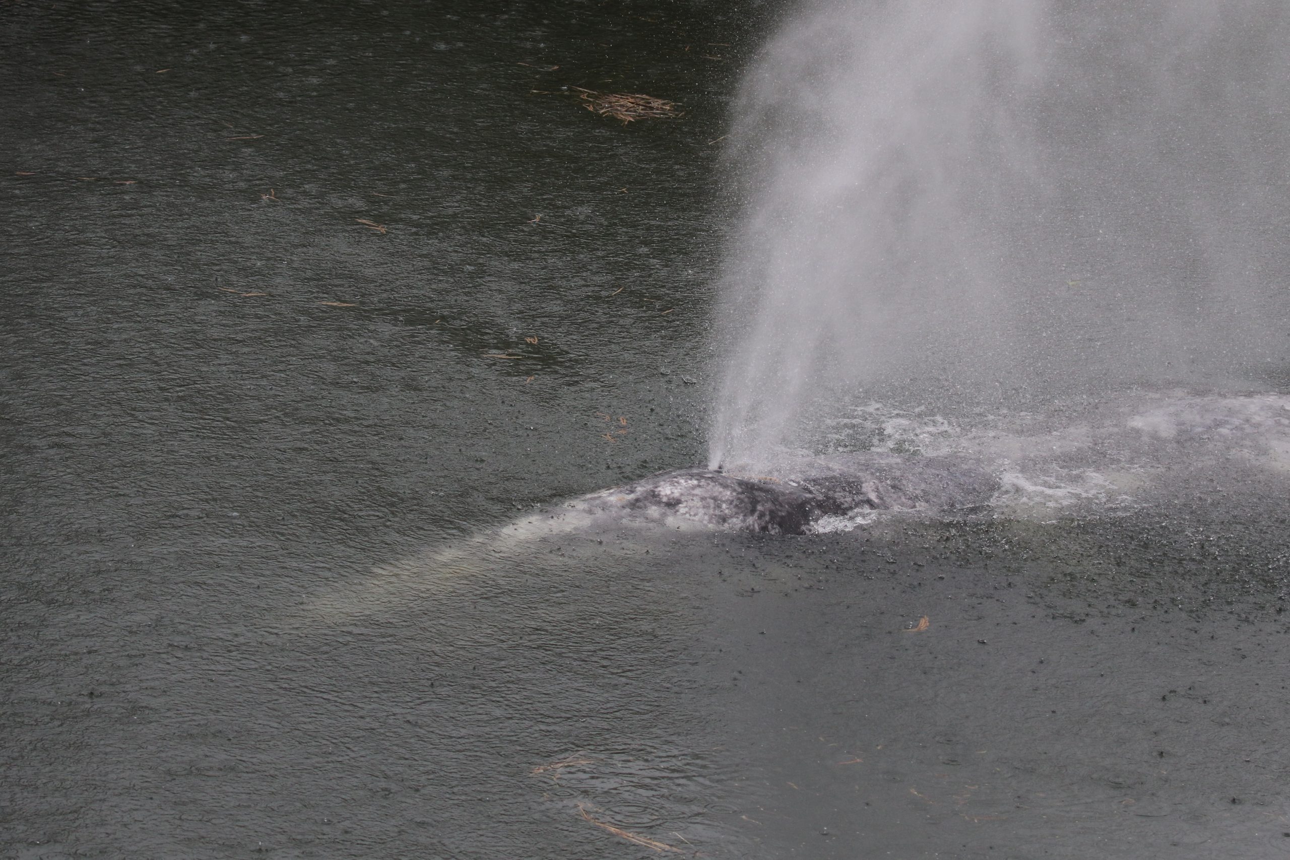 Gray whale that swam 20 miles up a Washington state river is found dead