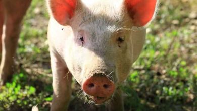 Hogs Extending Lower on Friday