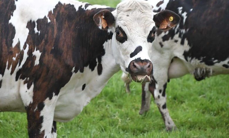 Cattle Pull Off Lows on Friday, Still Close with Weakness