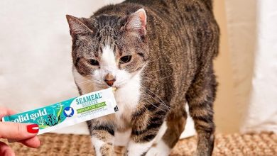 My Picky Cats Are Obsessed With These Squeezable Treats — A Vet Explains The Hype