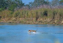 Nepal plans park for ‘problem’ tigers as attacks raise concerns