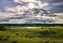 Cattle Post Strength on Friday