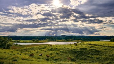Cattle Post Strength on Friday