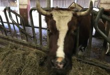 Cattle Holding onto Modest Midday Gains