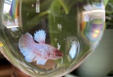 The wedding reception centerpieces featured betta fish. The bride and groom planned to flush them alive.