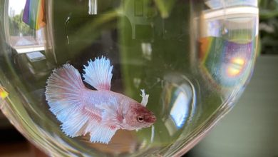 The wedding reception centerpieces featured betta fish. The bride and groom planned to flush them alive.