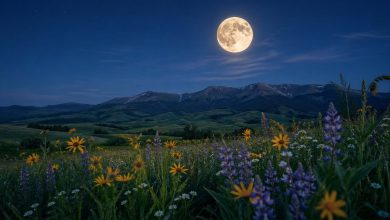 Moon Cycles in May 2026