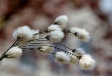 Cotton Getting an Early Wednesday Bounce
