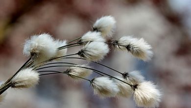Cotton Getting an Early Wednesday Bounce