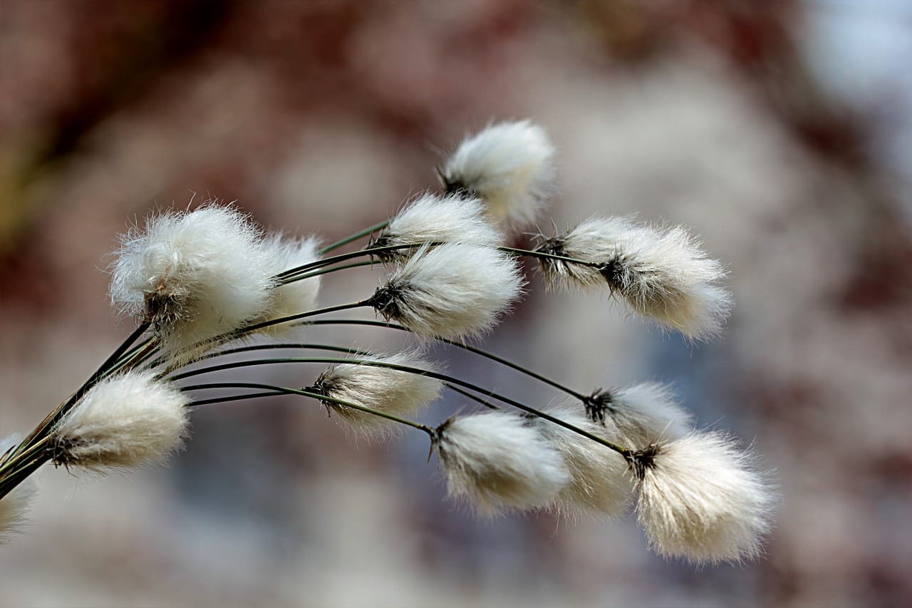 Cotton Getting an Early Wednesday Bounce
