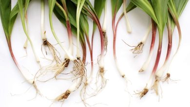 What Are Ramps? How to Buy, Store, and Cook Them