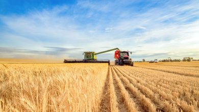Wheat Falls into the Weekend