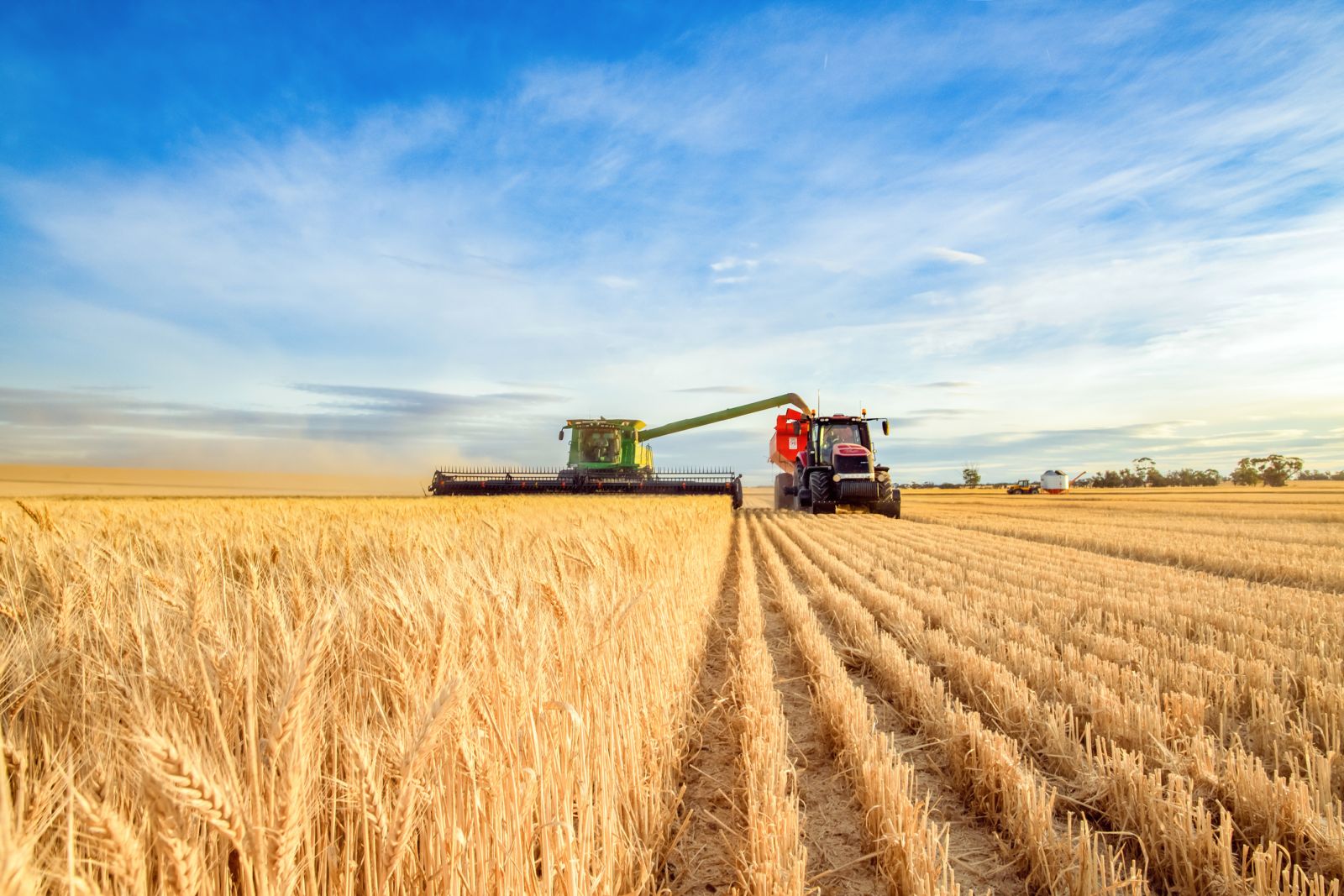 Wheat Falls into the Weekend