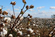 Cotton Pushes Losses into the Friday Close
