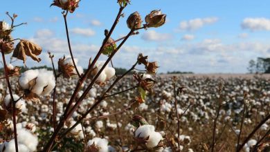 Cotton Pushes Losses into the Friday Close