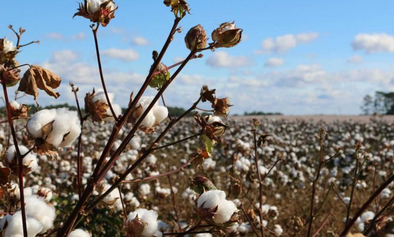 Cotton Pushes Losses into the Friday Close