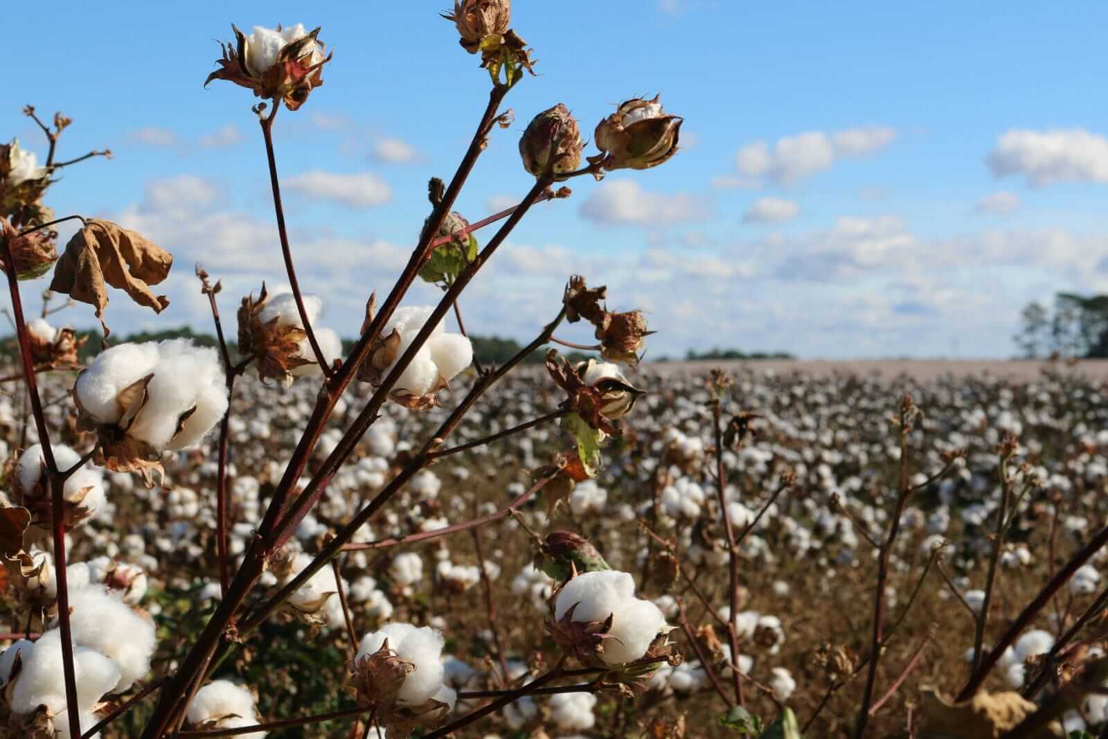 Cotton Pushes Losses into the Friday Close