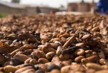 Cocoa Prices Plummet on Abundant Global Supplies