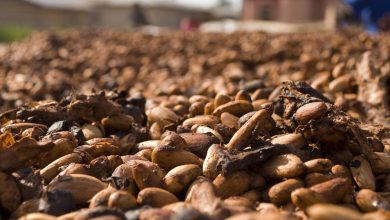 Cocoa Prices Plummet on Abundant Global Supplies