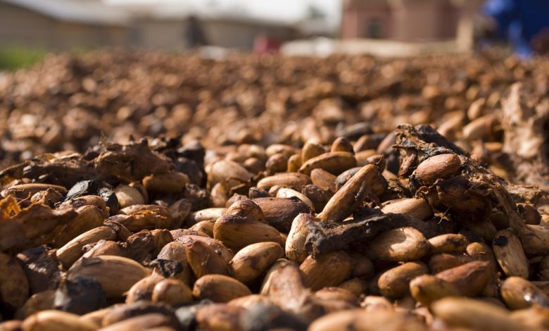 Cocoa Prices Plummet on Abundant Global Supplies