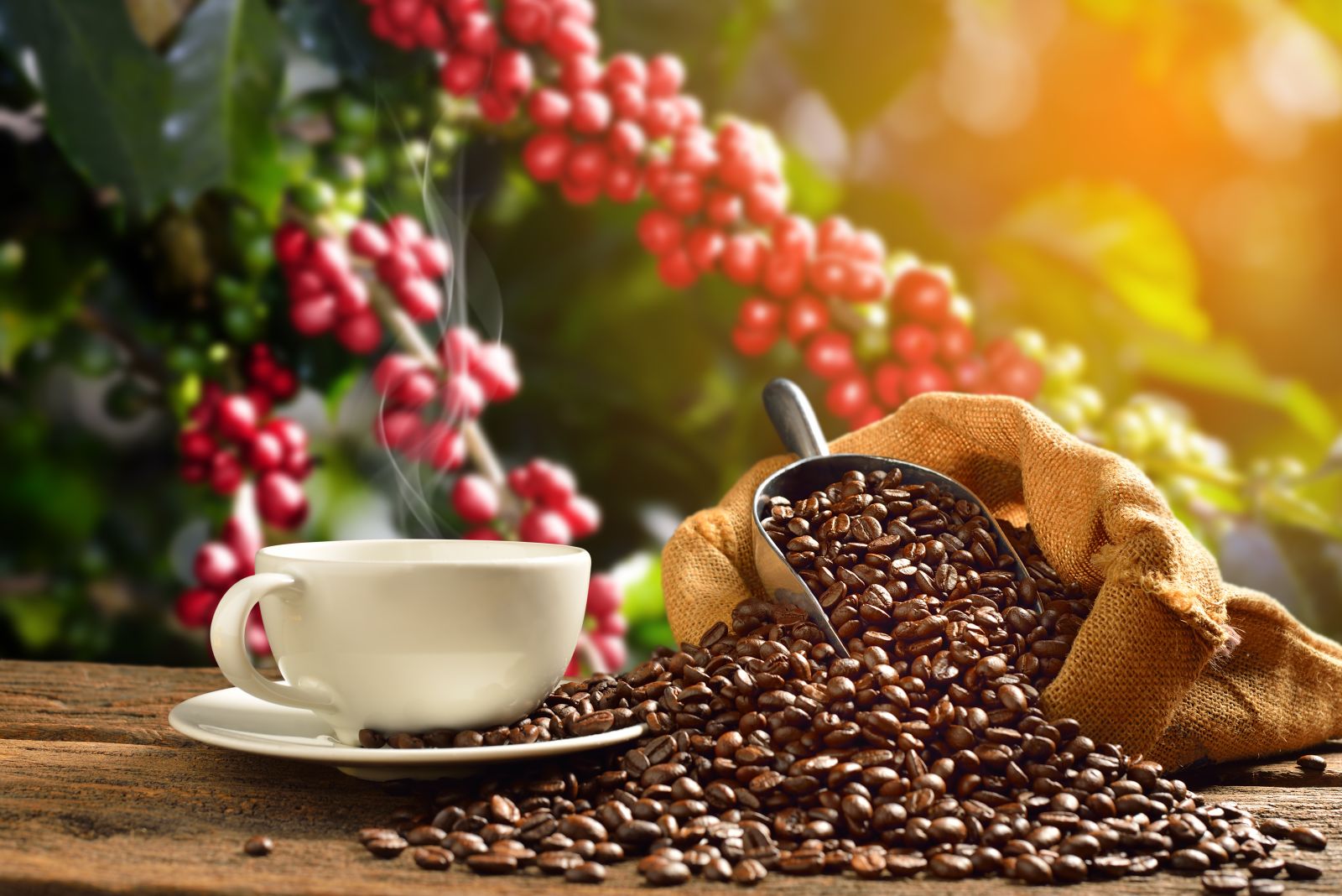 Brazilian Real Weakness Slams Coffee Prices