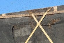 Watch: Firefighters rescue 25 million bees in broken-down semi