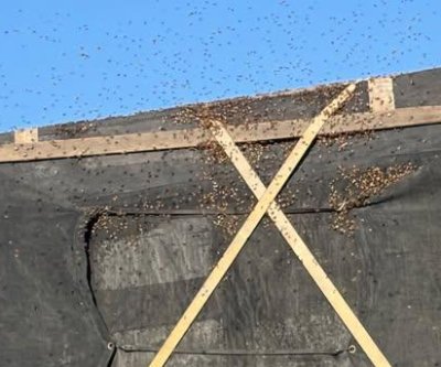Watch: Firefighters rescue 25 million bees in broken-down semi