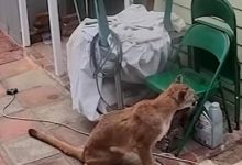 Watch: Mysterious roof poops lead California man to mountain lion encounter