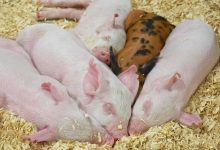 Hogs Collapse on Thursday