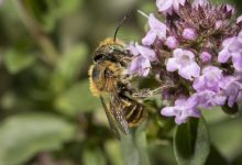 Heatwaves are destroying the sex lives of bees – new research