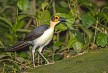 A ‘symphony’ of wildlife suggests carbon financing is working in Sierra Leone