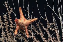 US prepares to auction leases for seabed mining blocks in federal waters