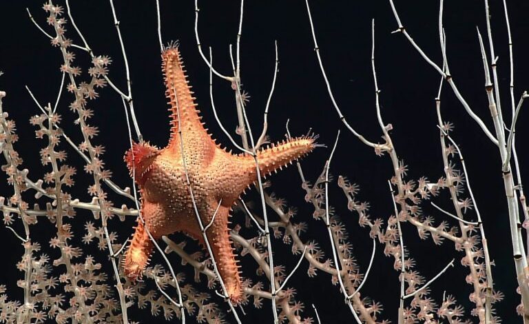 US prepares to auction leases for seabed mining blocks in federal waters