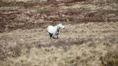 Feral horse numbers in Australia’s alps are on the rise again. It’s time to act