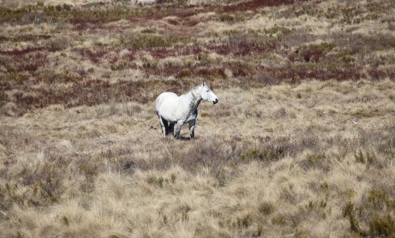 Feral horse numbers in Australia’s alps are on the rise again. It’s time to act