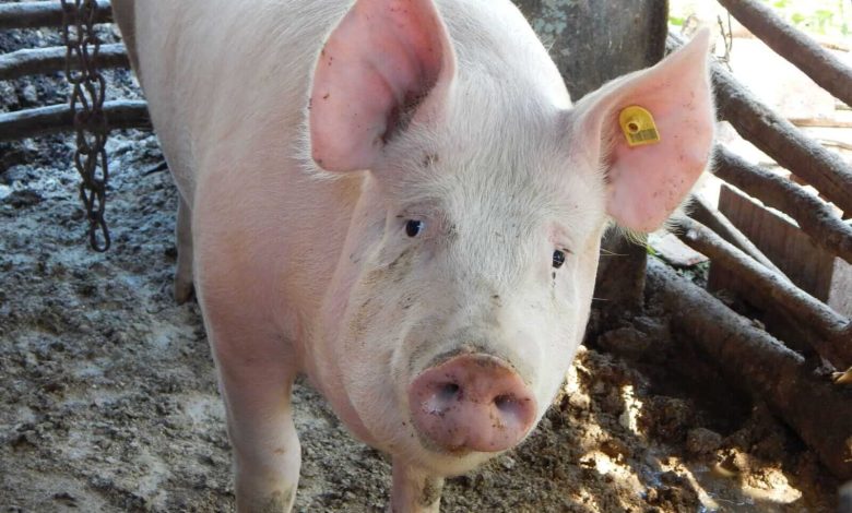 Hogs Face Pressure on Thursday
