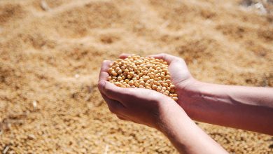 Soybeans Rounds Out the Week with Strength
